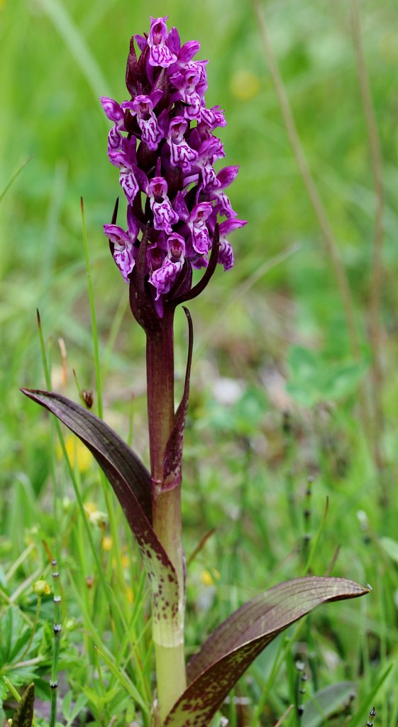 Dactylorhiza cruenta (Early Marsh Orchid)