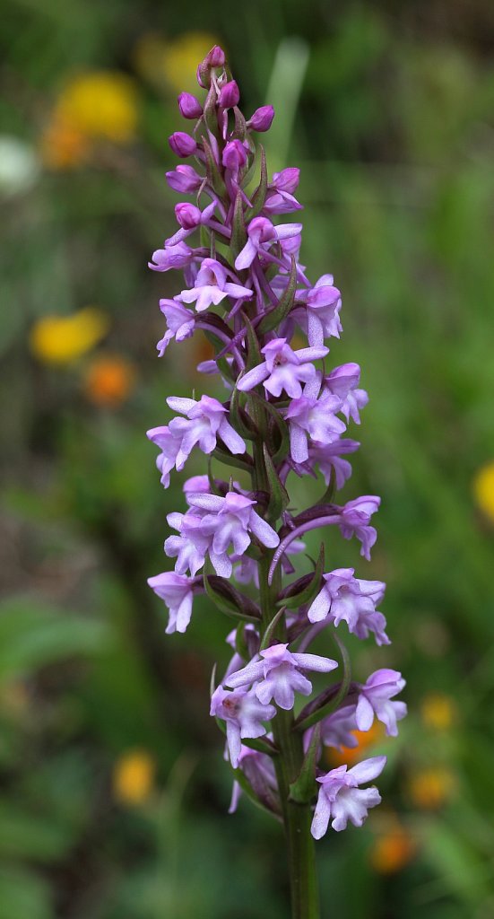 Gymnadenia conopsea (Fragrant Orchid)