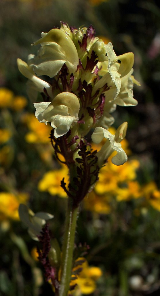 Pedicularis tuberosa (Tuberous Lousewort)