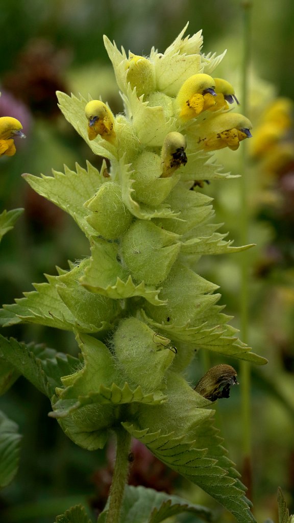 Rhinanthus alectorolophus (Hairy Yellow-rattle)