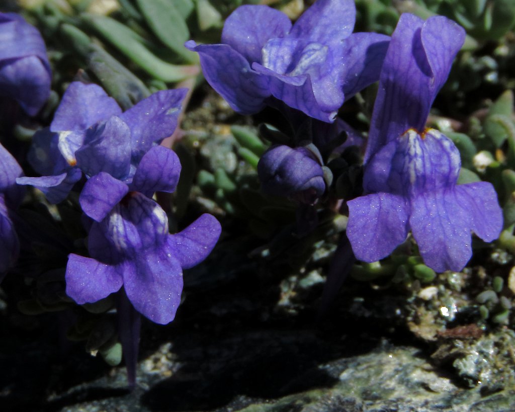 Linaria alpina (Alpine Toadflax)
