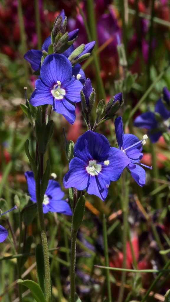 Veronica fruticans (Rock Speedwell)