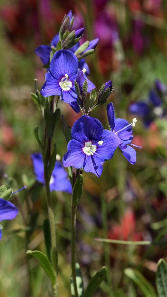 Veronica fruticans (Rock Speedwell)