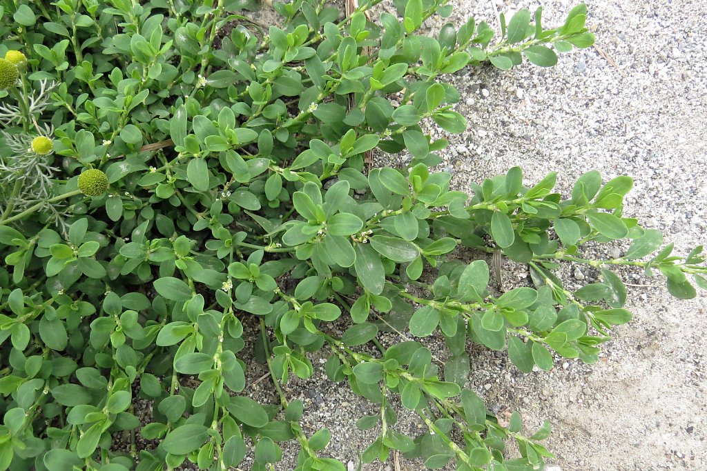 Polygonum arenastrum (Equal-leaved Knotgrass)