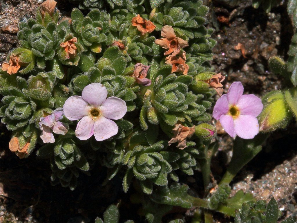 Androsace alpina (Alpine Rock-jasmine)