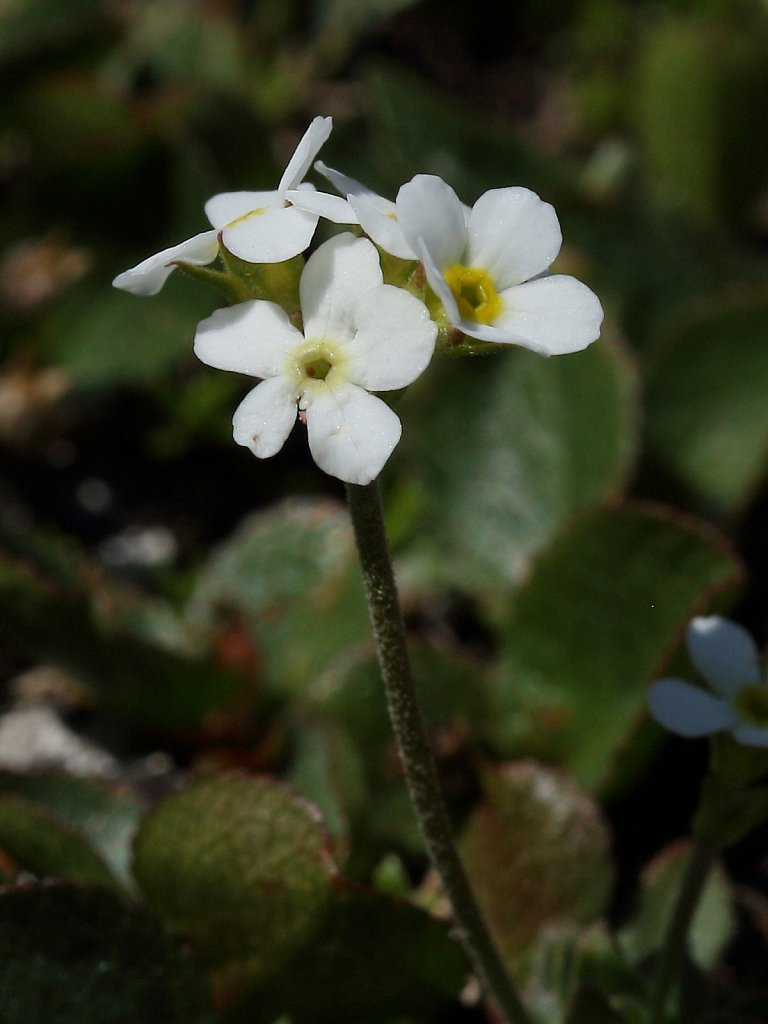 Androsace obtusifolia (Obtuse-leaved Rock-jasmine)