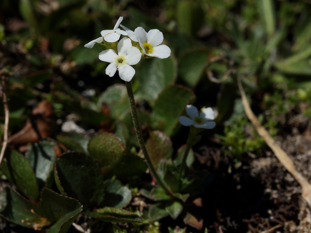 Androsace obtusifolia (Obtuse-leaved Rock-jasmine)