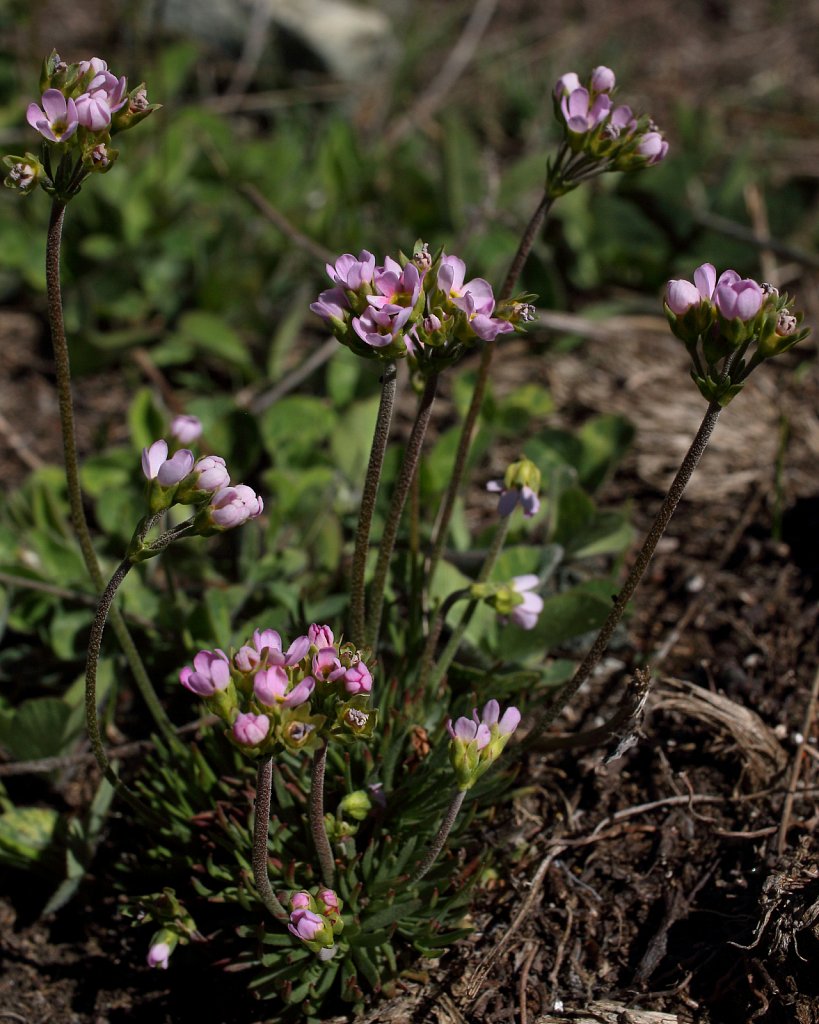 Androsace puberula (Flesh-coloured Rock-jasmine)