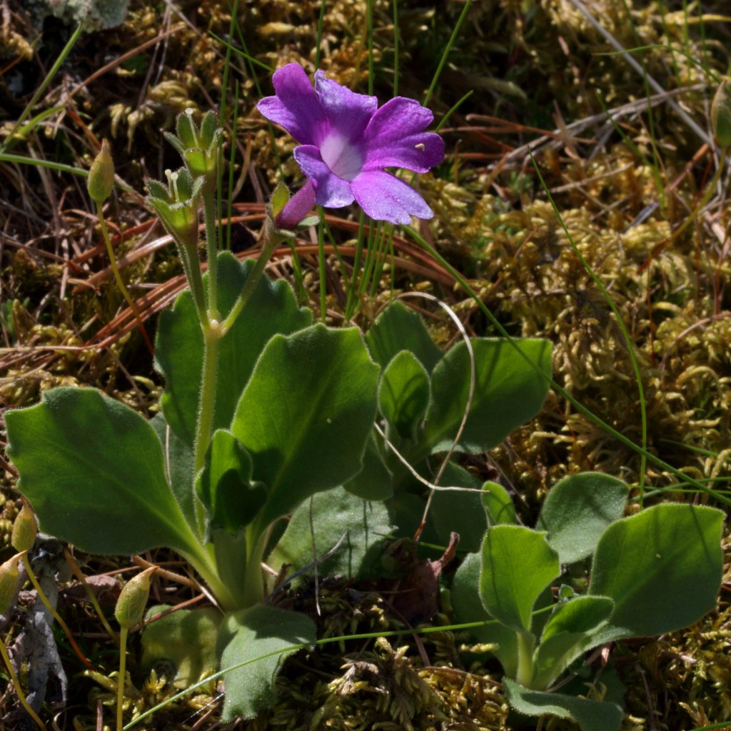 Primula hirsuta (Stinking Primrose)