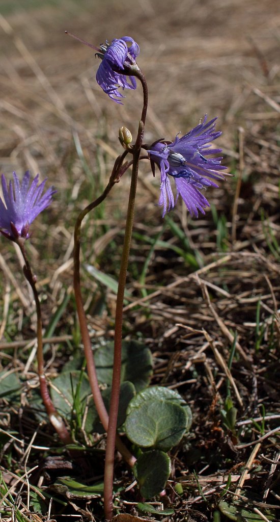 Soldanella alpina (Alpine Snowbell)