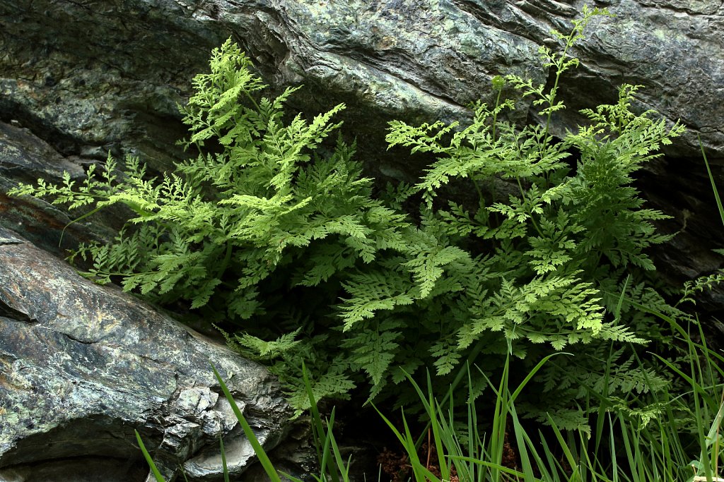 Cystopteris fragilis (Brittle Bladder-fern)