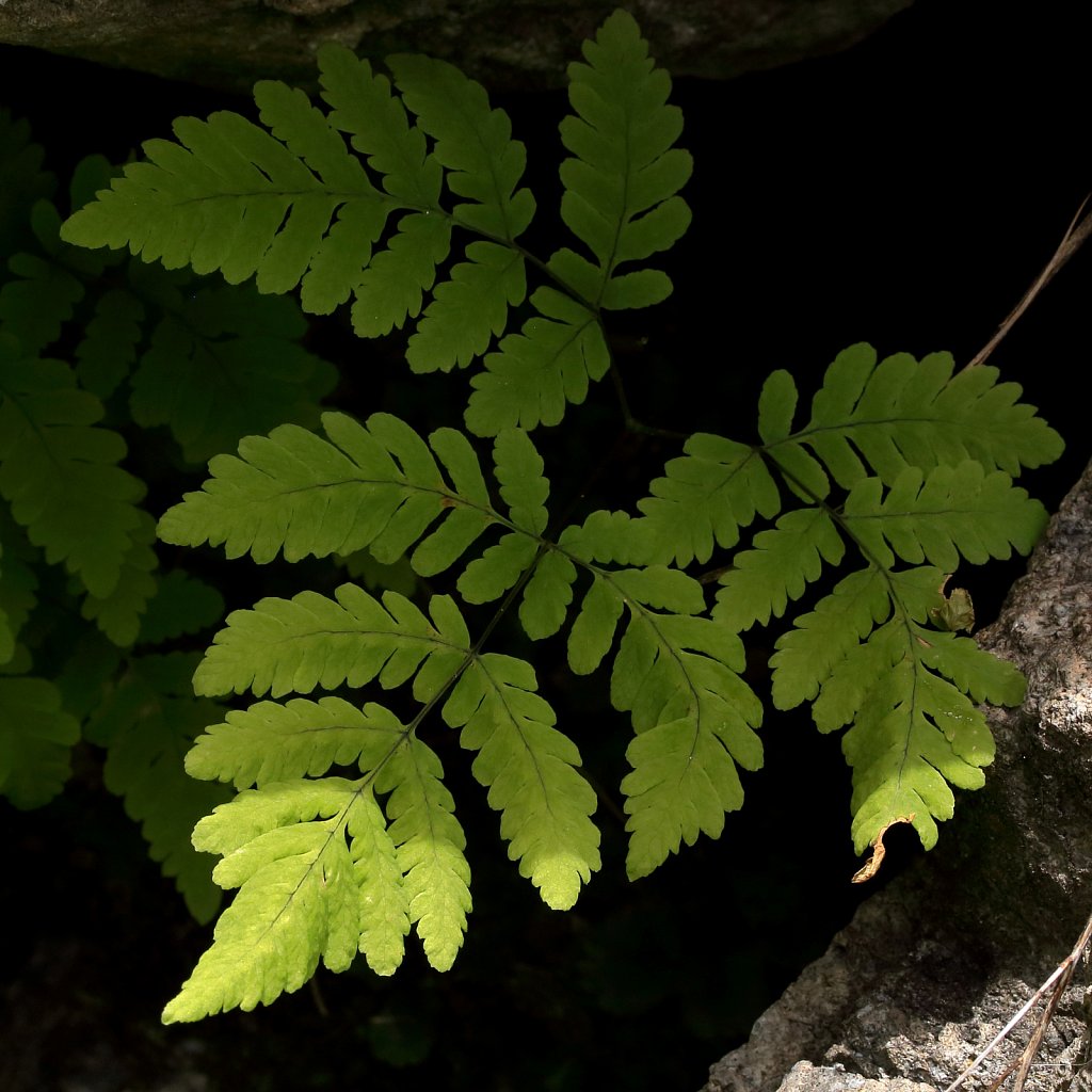 Gymnocarpium dryopteris (Oak Fern)