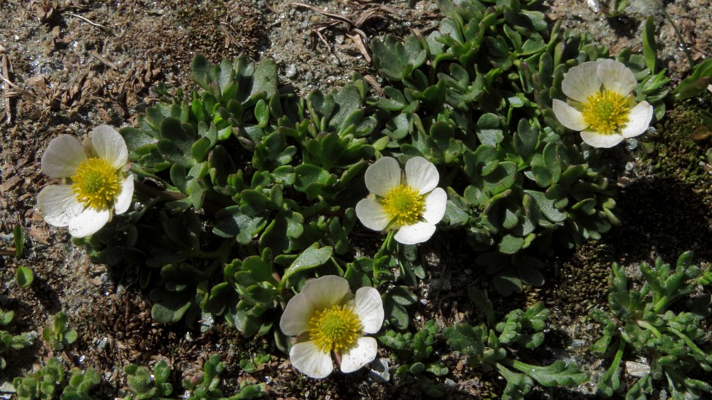 Ranunculus glacialis (Glacial Crowfoot)