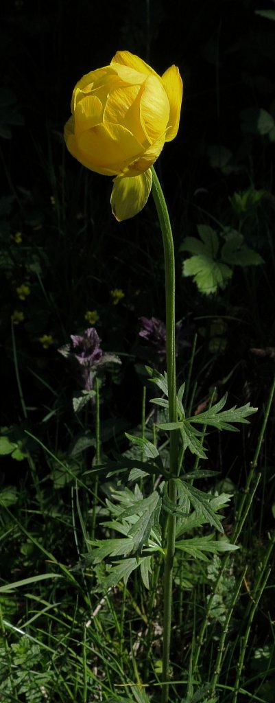 Trollius europaeus (Globeflower)