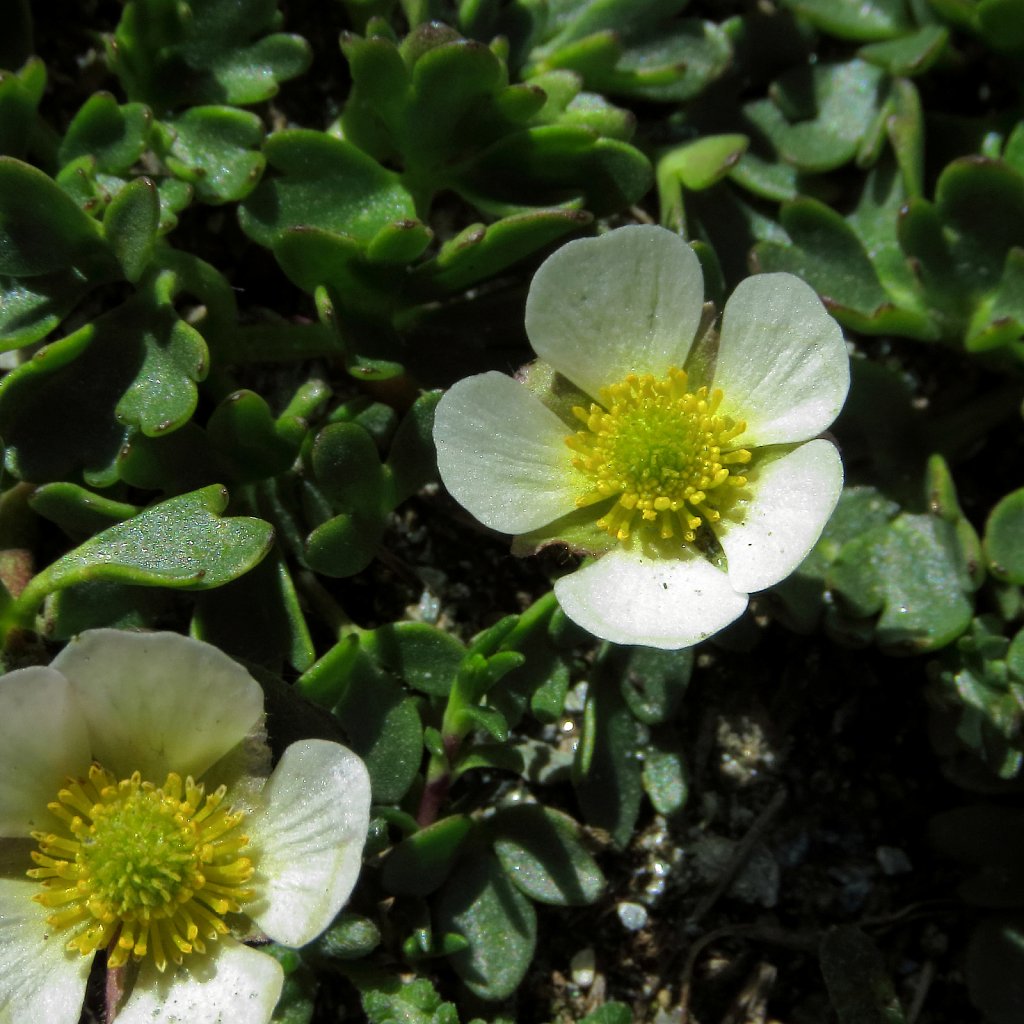 Ranunculus glacialis (Glacial Crowfoot)