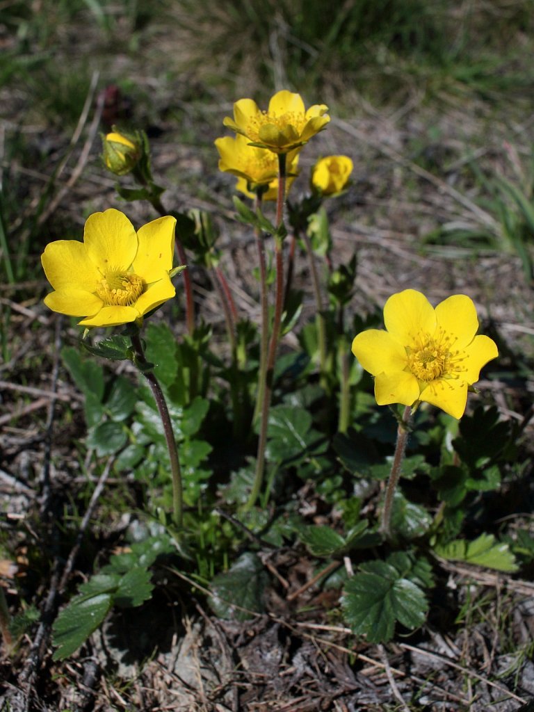 Geum montanum (Alpine Avens)