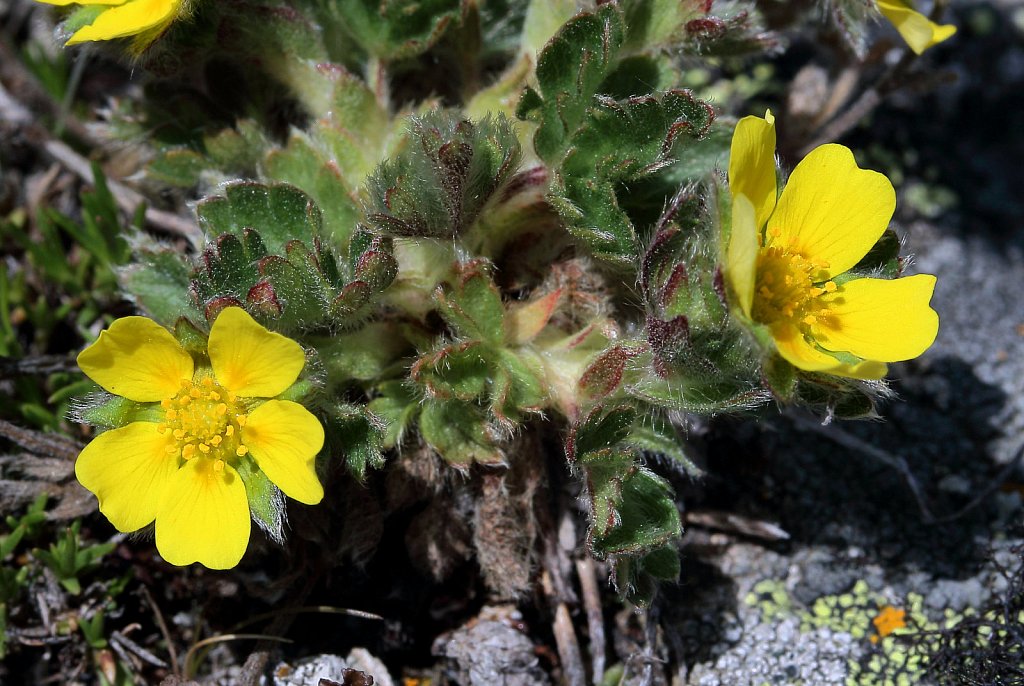 Potentilla frigida (Frigid Cinquefoil)