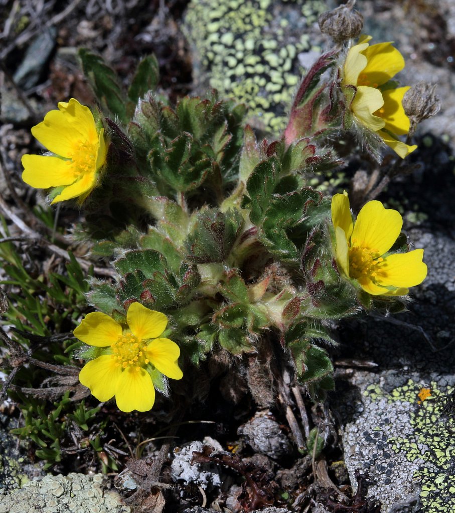 Potentilla frigida (Frigid Cinquefoil)