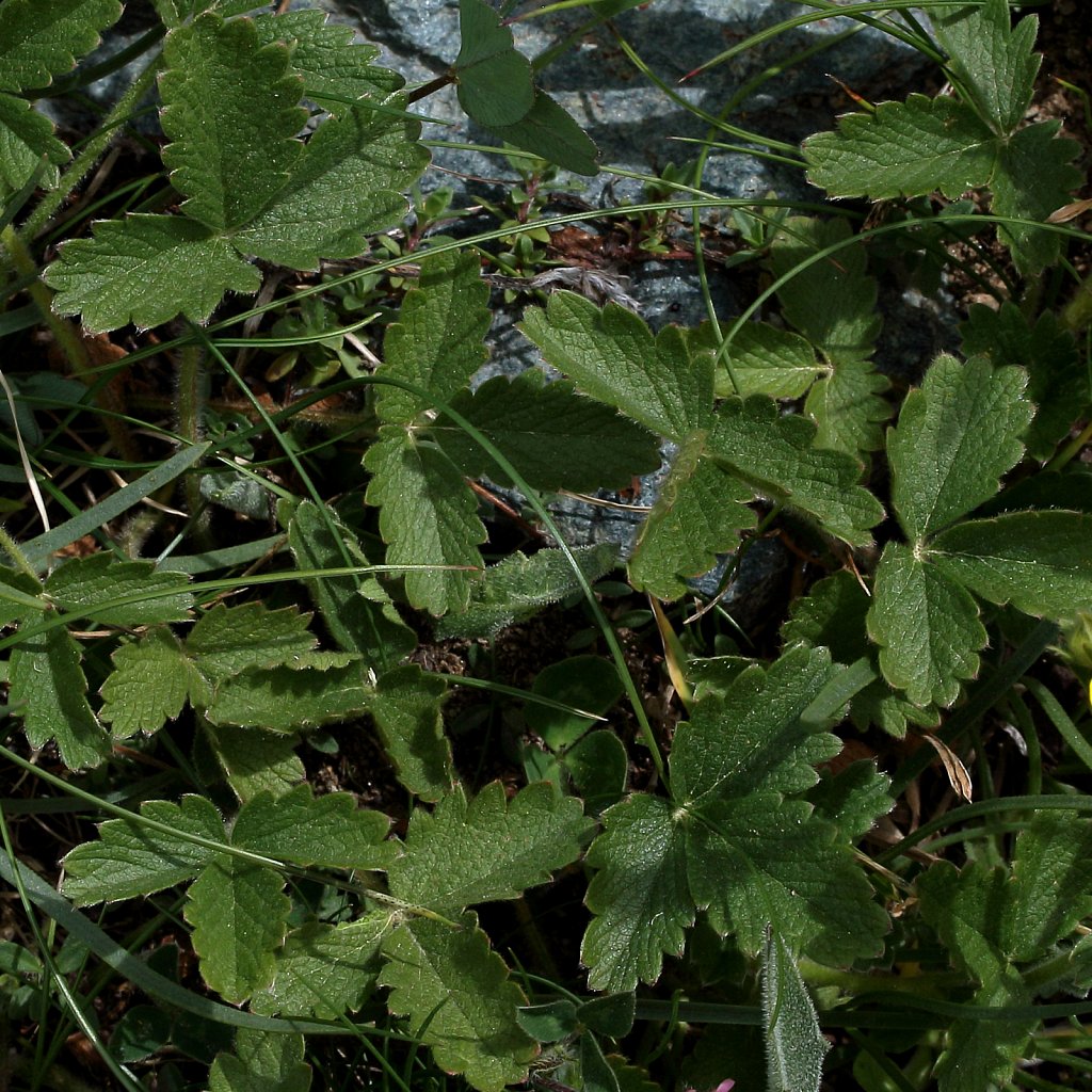 Potentilla grandiflora (Large-flowered Cinquefoil)