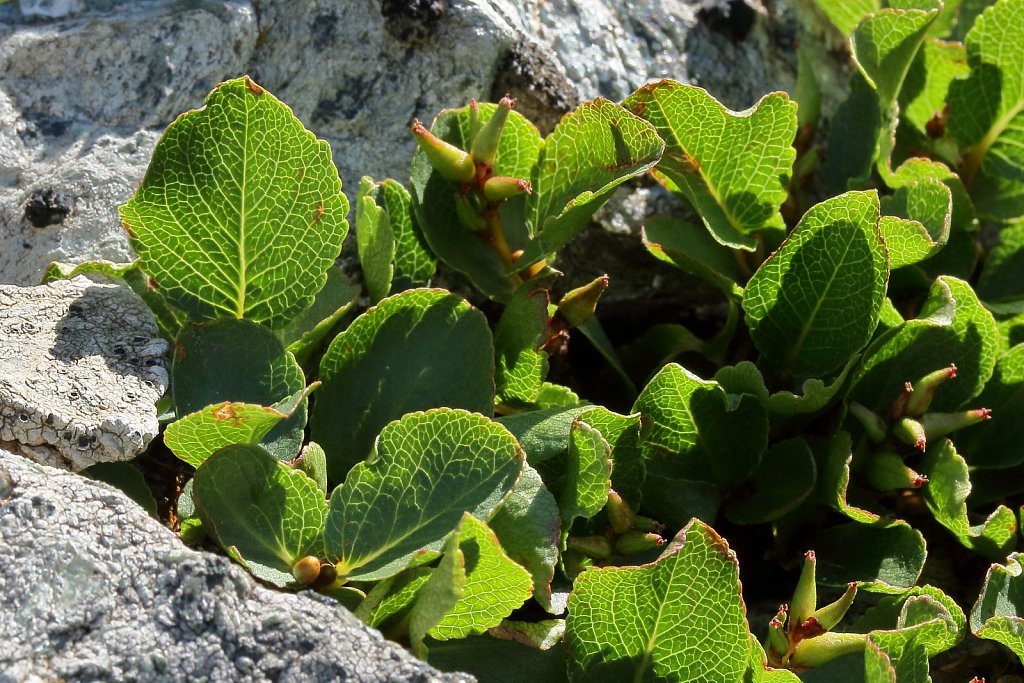 Salix herbacea (Dwarf Willow)