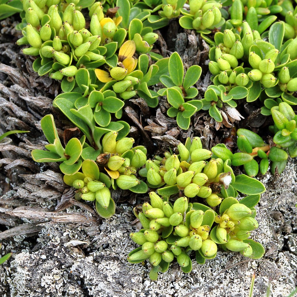 Salix serpillifolia (Thyme-leaved Willow)