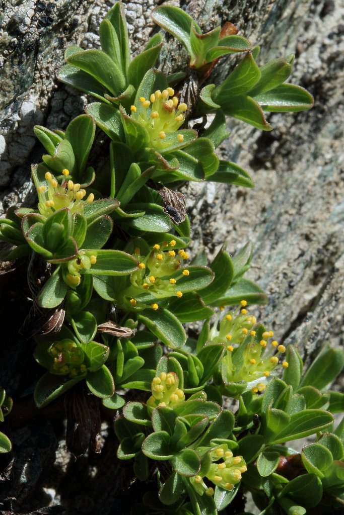 Salix serpillifolia (Thyme-leaved Willow)