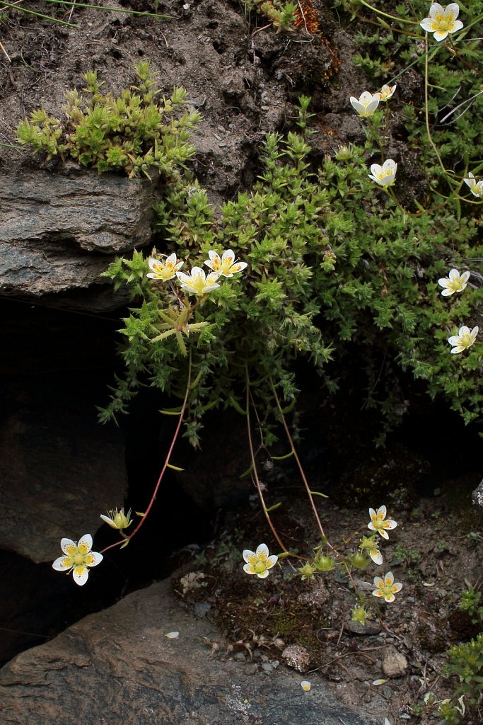 Saxifraga aspera (Rough Saxifrage)