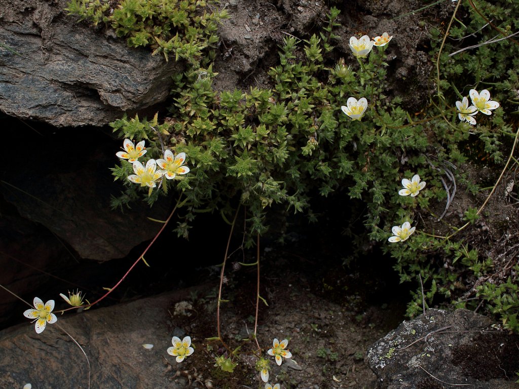 Saxifraga aspera (Rough Saxifrage)