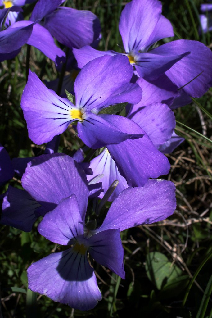 Viola calcarata (Alpine Pansy)