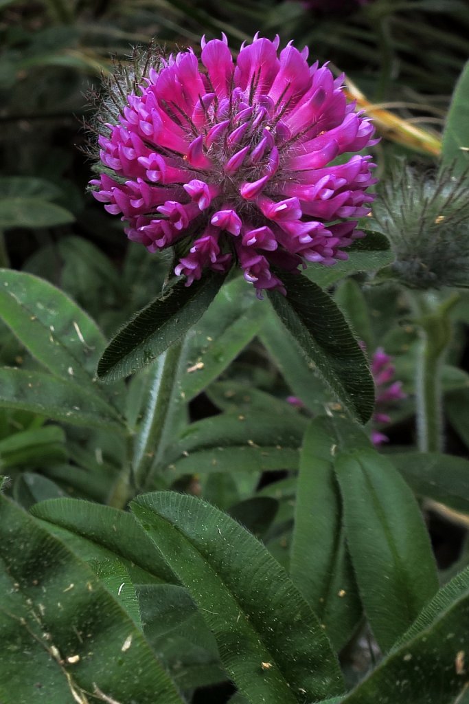 Trifolium alpestre (Hill Clover)