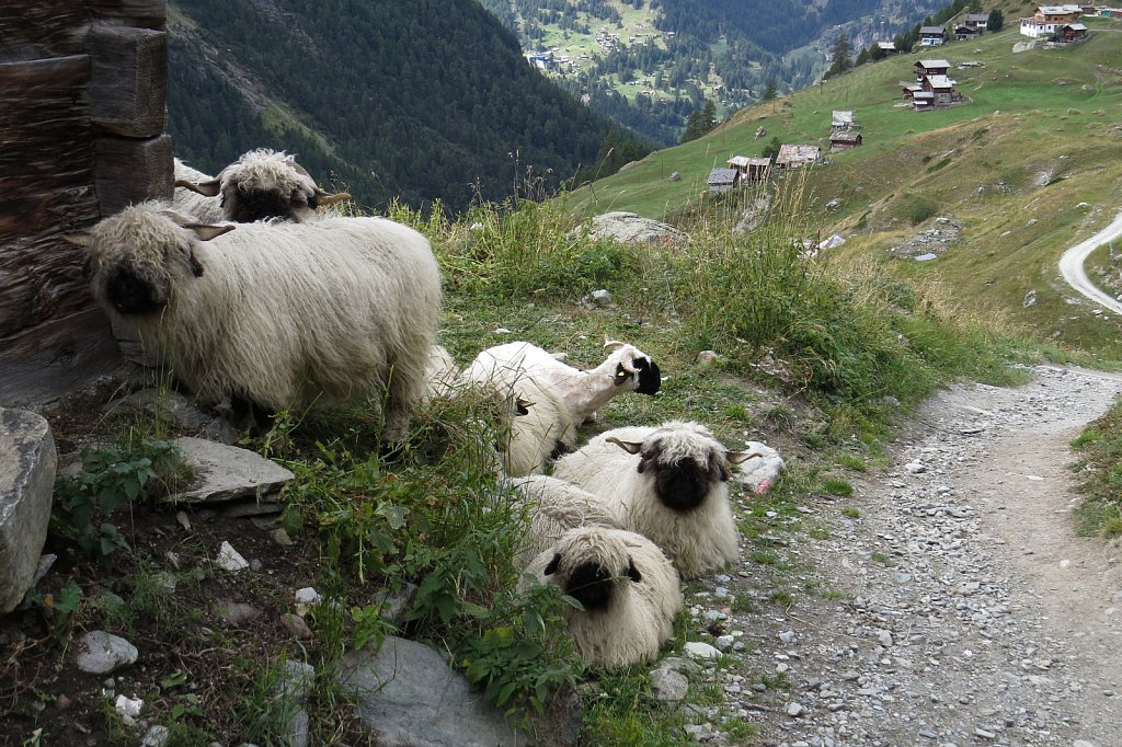 Valais Blacknose Sheep