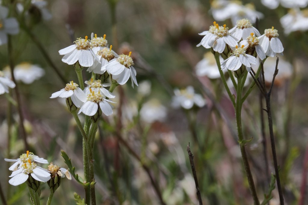 Achillea erba-rotta ssp moschata (Musk Milfoil)