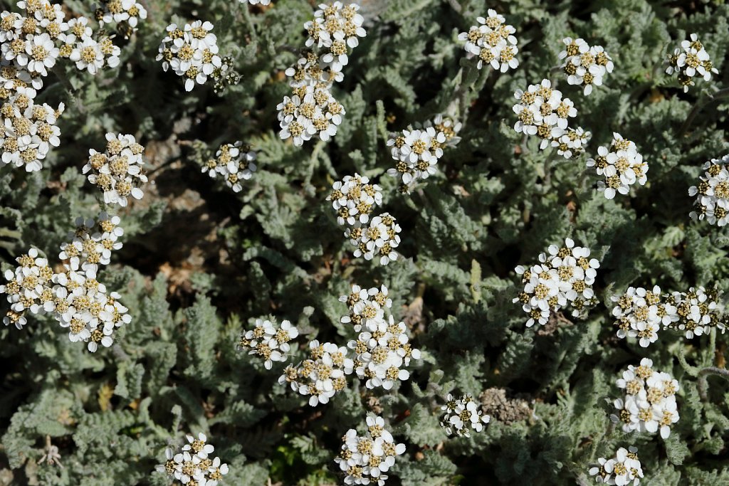 Achillea nana (Dwarf Yarrow)