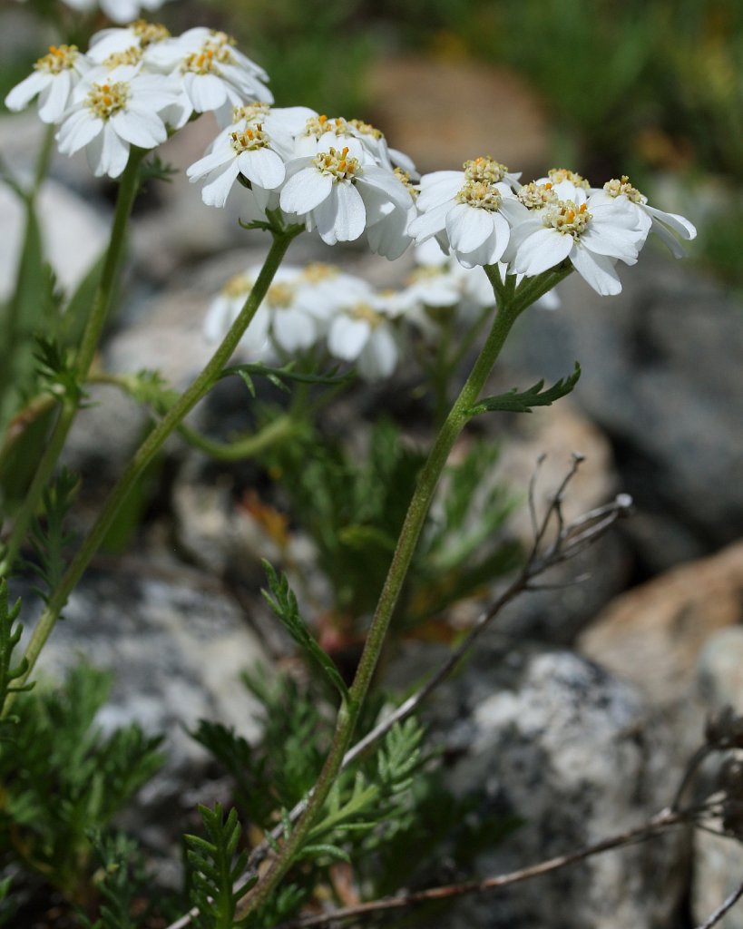 Achillea erba-rotta ssp moschata (Musk Milfoil)