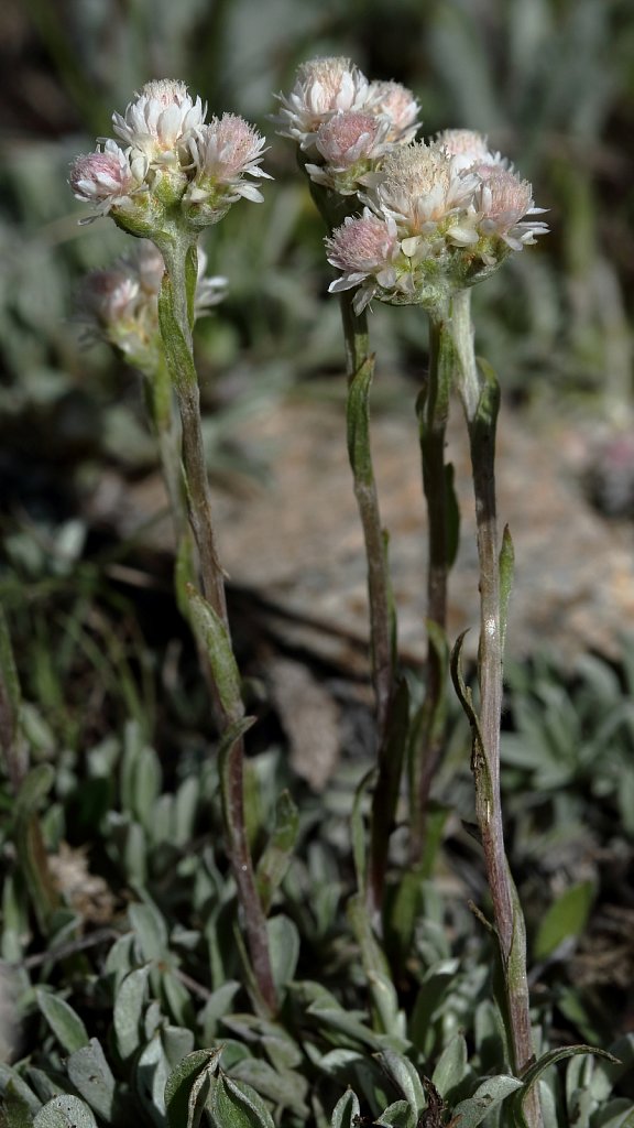 Antennaria dioica (Mountain Everlasting)
