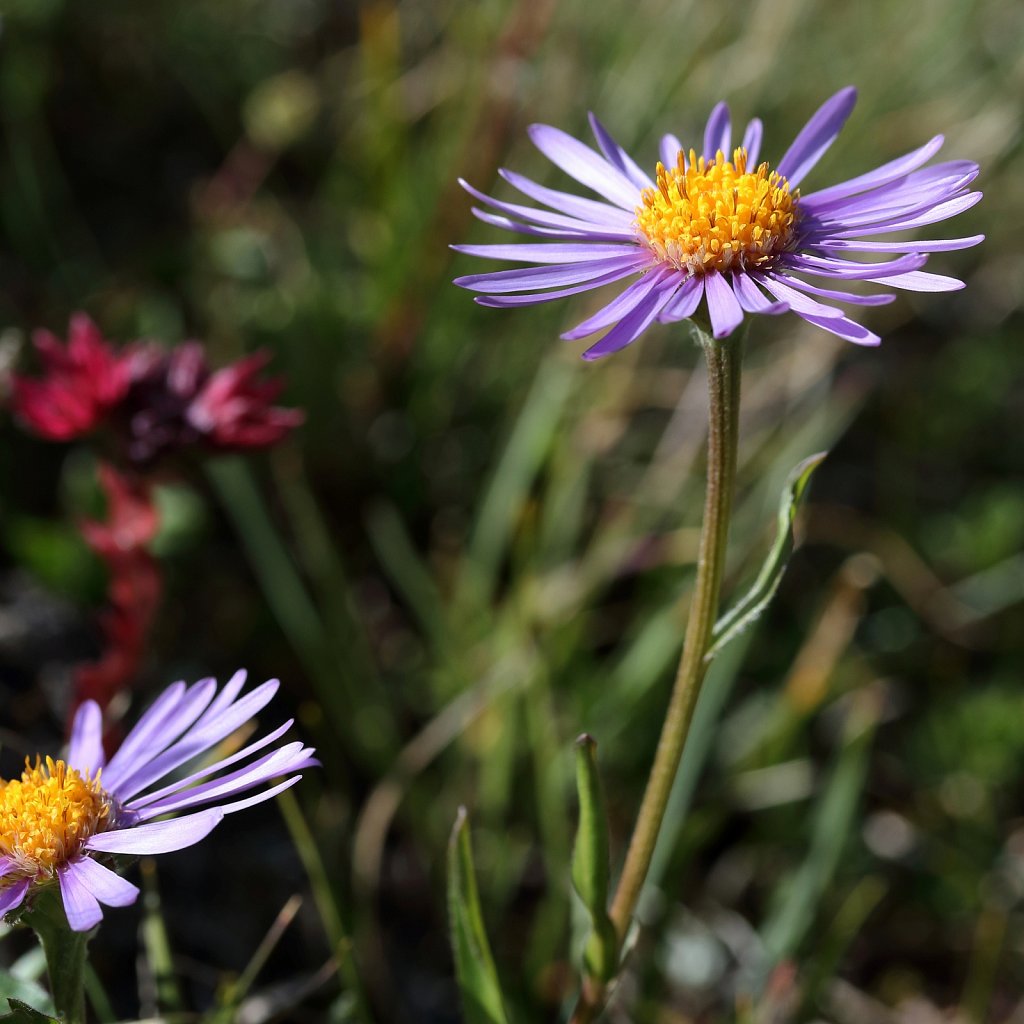 Aster alpinus (Alpine Aster)