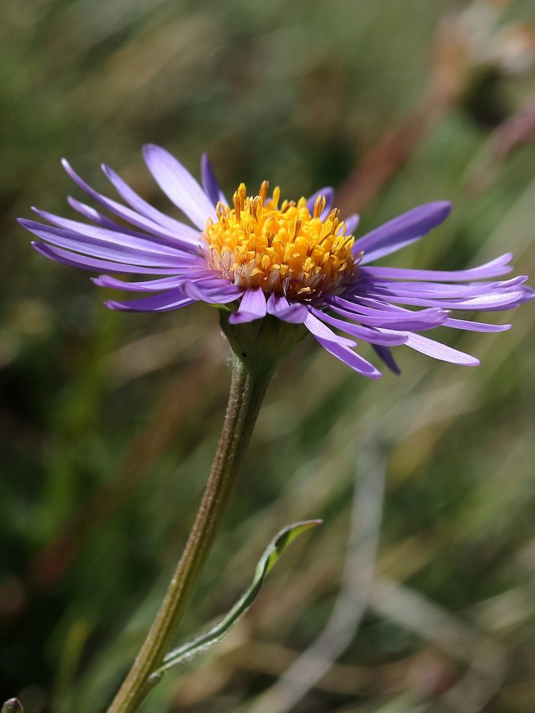 Aster alpinus (Alpine Aster)