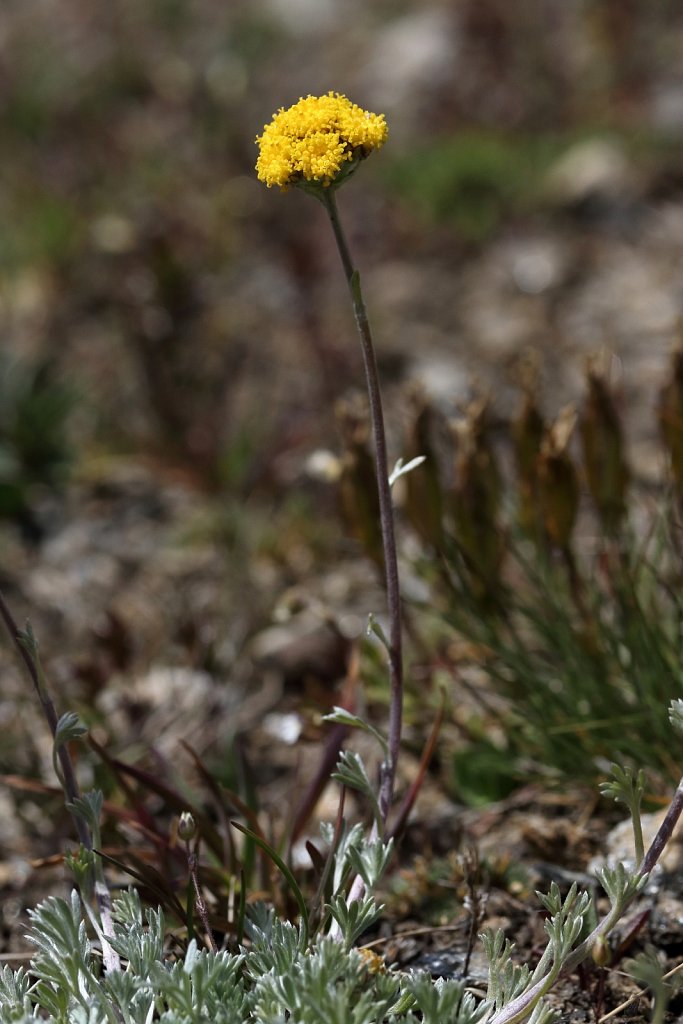 Artemisia glacialis (Glacial Mugwort)
