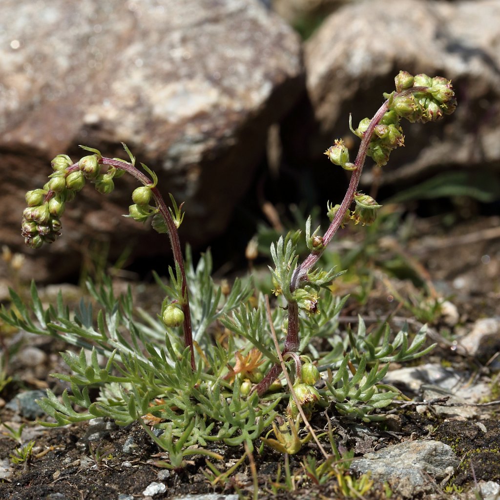 Artemisia borealis (Arctic Wormwood)