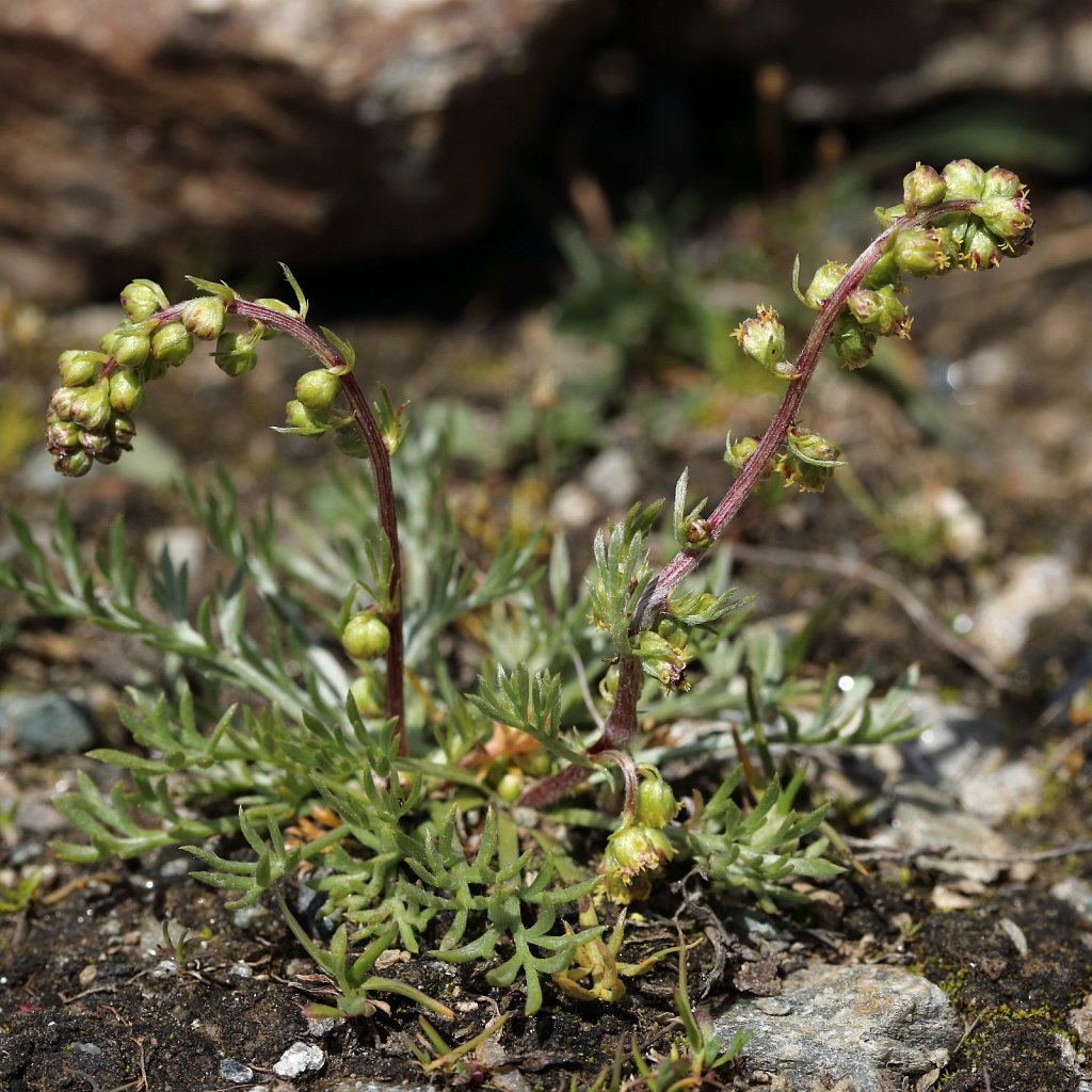 Artemisia borealis (Arctic Wormwood)