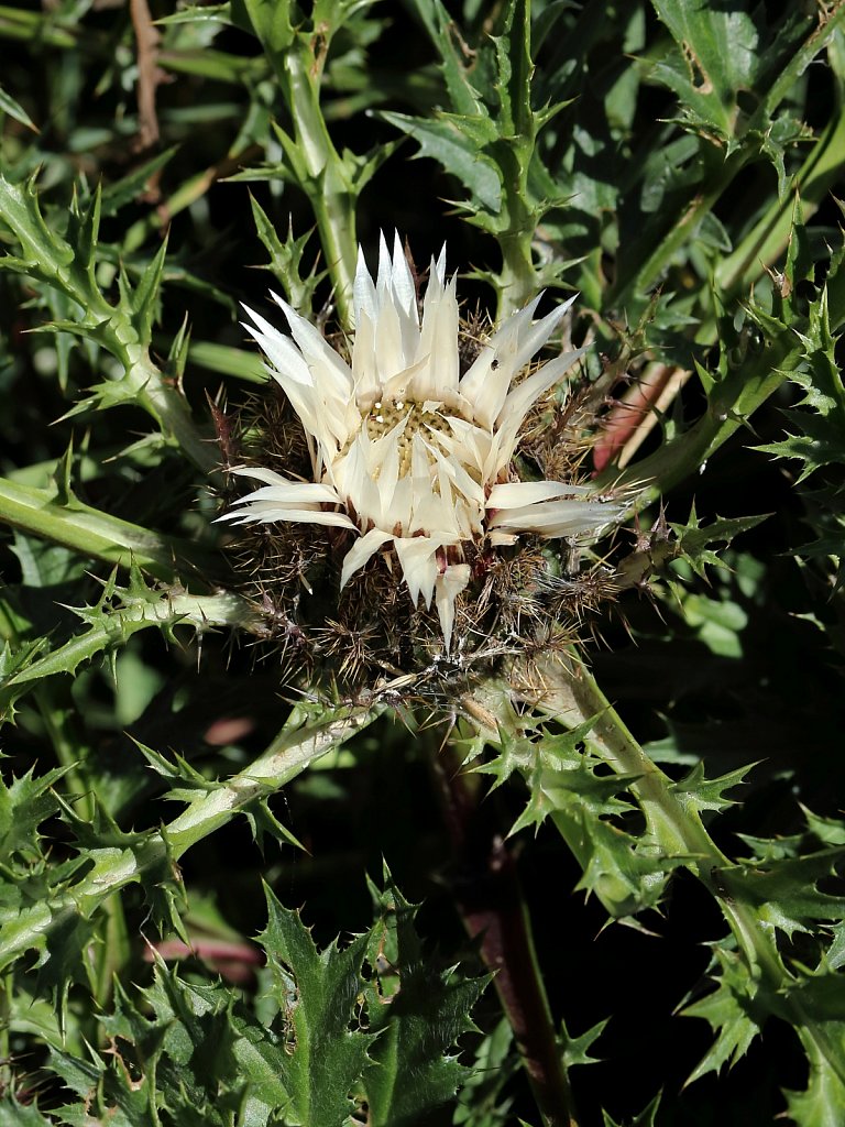 Carlina acaulis (Stemless Carline Thistle)