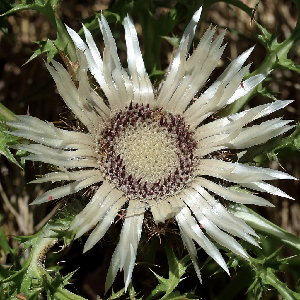 Carlina acaulis (Stemless Carline Thistle)