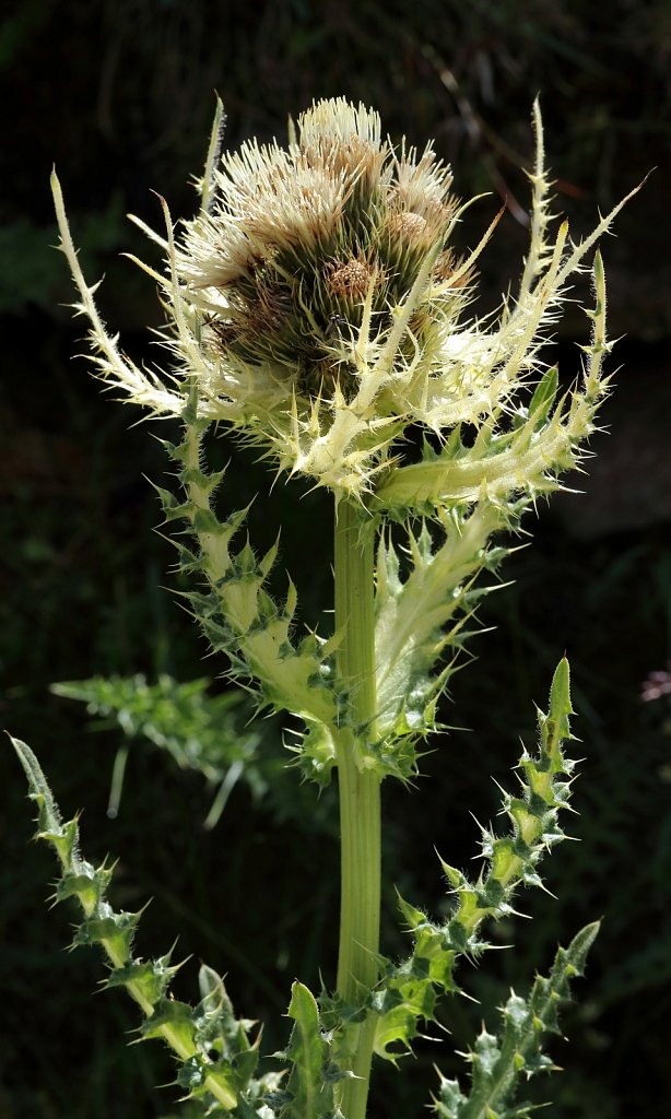 Cirsium spinosissimum (Thorny Thsitle)