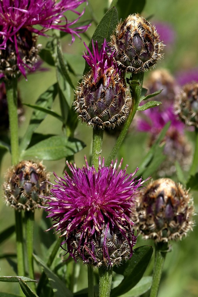 Centaurea scabiosa (Greater Knapweed)