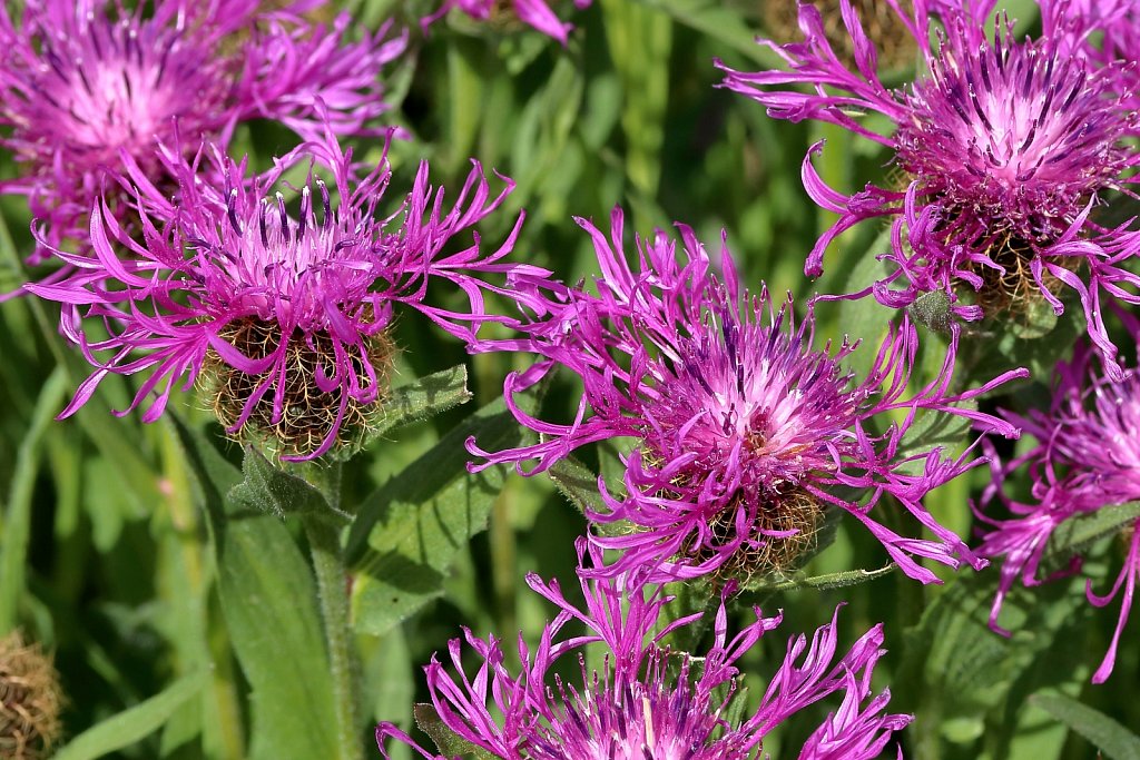 Centaurea nervosa (Nerved Knapweed)