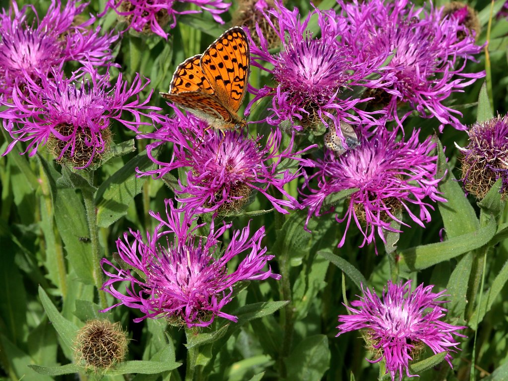 Centaurea nervosa (Nerved Knapweed)