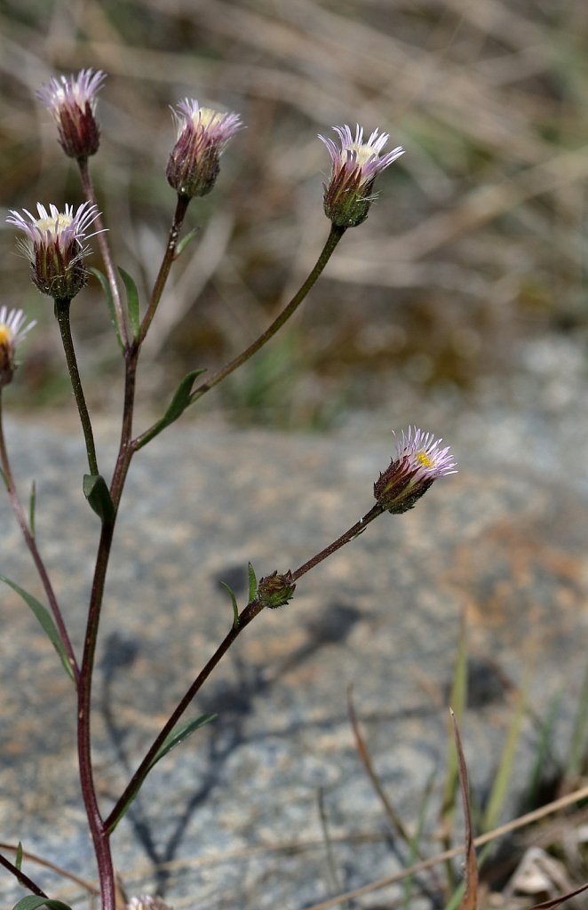 Erigeron acris ssp angulosus (Blue Fleabane)