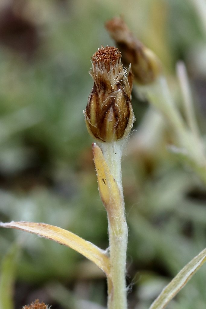 Gnaphalium hoppeanum (Hoppe's Cudweed)