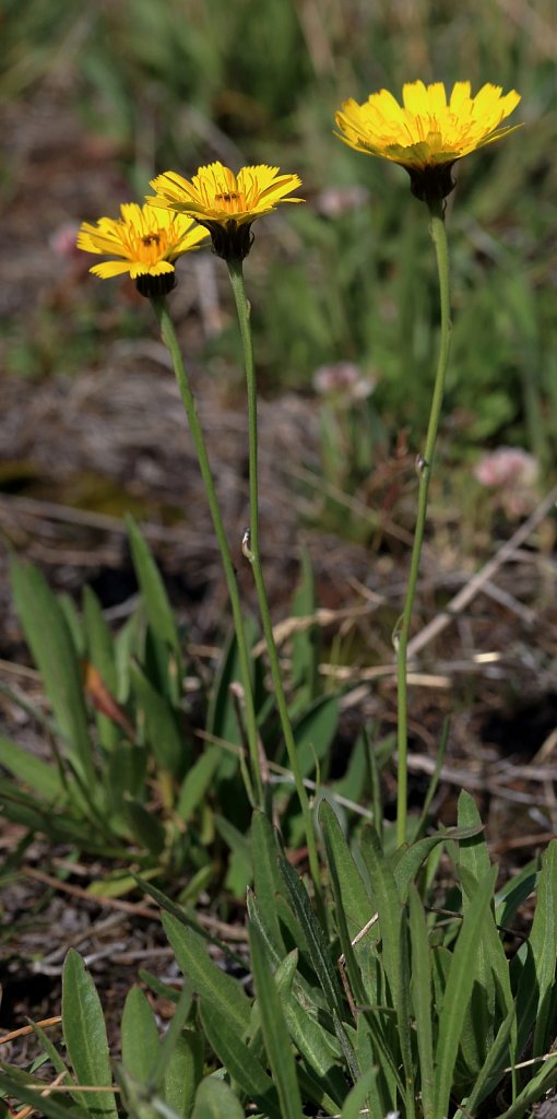 Hieracium staticifolium  (Statice-leaved Hawkweed)