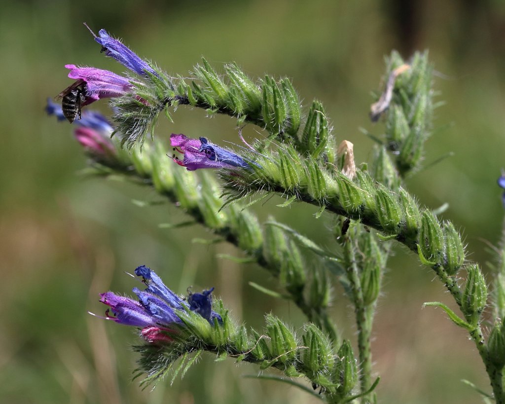 Echium Vulgare (Viper's Bugloss)